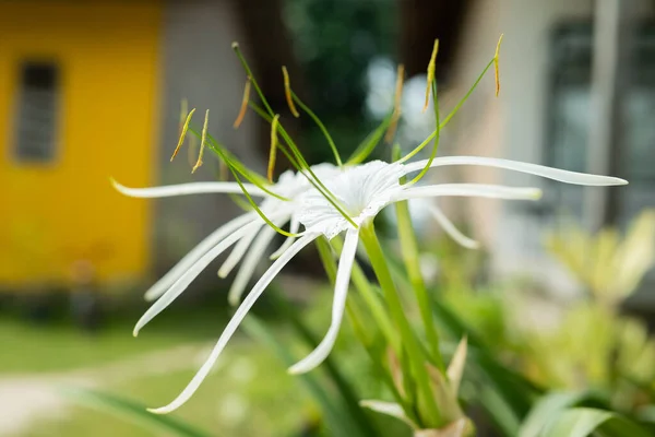 히메노 칼리스 Hymenocallis Speciosa Spiderlily 히메노 칼리스 Hymenocallis 일종으로 정원에서 — 스톡 사진