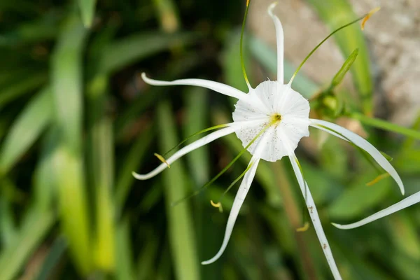 Hymenocallis Speciosa Uma Espécie Planta Com Flor Pertencente Família Hymenocallis — Fotografia de Stock