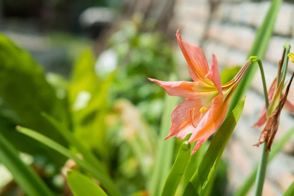 Lirio Naranja Floreciendo Jardín Bajo Sol —  Fotos de Stock