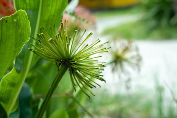 Kwiaty Scadoxus Multiflorus Które Zaczęły Kwitnąć — Zdjęcie stockowe