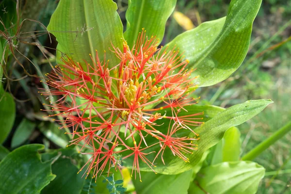 Scadoxus Multiflorus Grows Garden Which Plant Has Flowers Very Difficult — Stock Photo, Image
