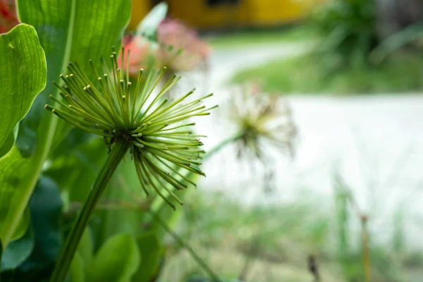 Scadoxus Multiflorus Flores Que Han Comenzado Florecer —  Fotos de Stock