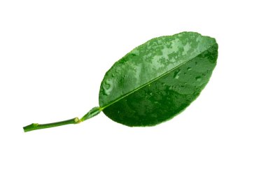 Beyaz arkaplanda su lekeleri olan limon yaprağı