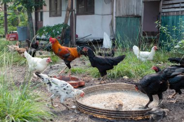 Tavuklar geleneksel kırsal çiftlikte yemek yerler. Kümes hayvanları konsepti