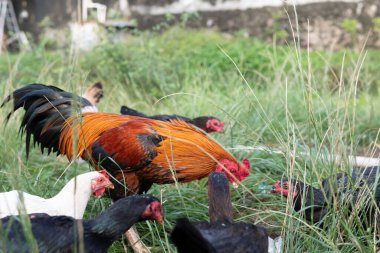 Tavuklar geleneksel kırsal çiftlikte yemek yerler. Kümes hayvanları konsepti