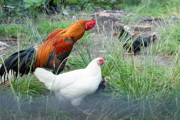 Een Kudde Kippen Grazen Een Traditionele Landelijke Boerderij Concept Pluimveehouderij — Stockfoto