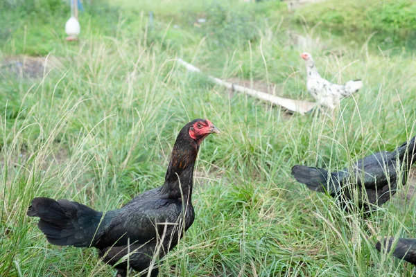A flock of chickens graze on a traditional rural farm. Poultry farming concept