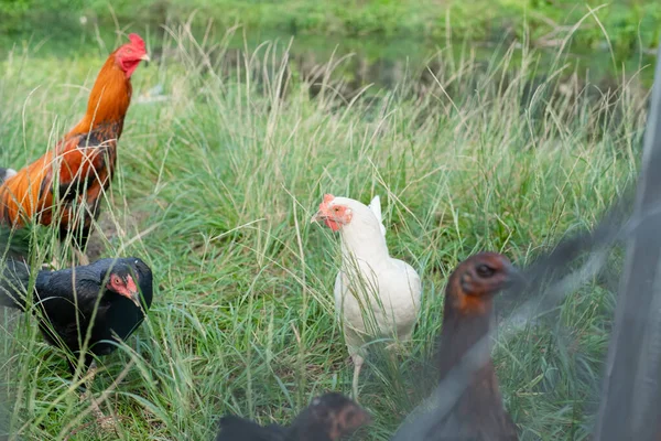 Geleneksel Kırsal Bir Çiftlikte Bir Tavuk Sürüsü Otluyor Kümes Hayvanları — Stok fotoğraf