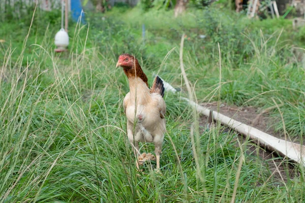 Een Kip Grazen Een Traditionele Landelijke Boerderij Concept Pluimveehouderij — Stockfoto