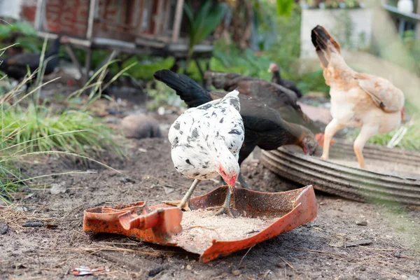 Kycklingar Äter Traditionell Lantgård Begreppet Fjäderfäuppfödning — Stockfoto