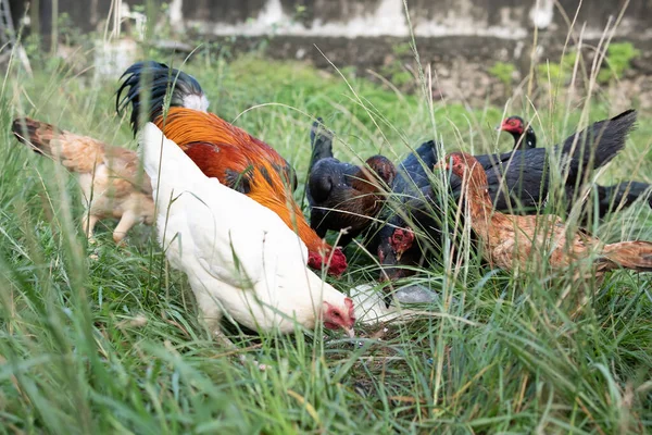 Los Pollos Comen Granja Rural Tradicional Concepto Avícola — Foto de Stock