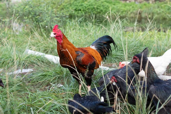 Kycklingar Äter Traditionell Lantgård Begreppet Fjäderfäuppfödning — Stockfoto