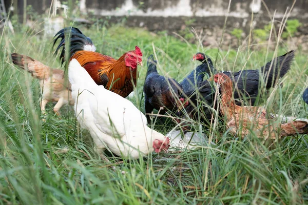 Los Pollos Comen Granja Rural Tradicional Concepto Avícola — Foto de Stock