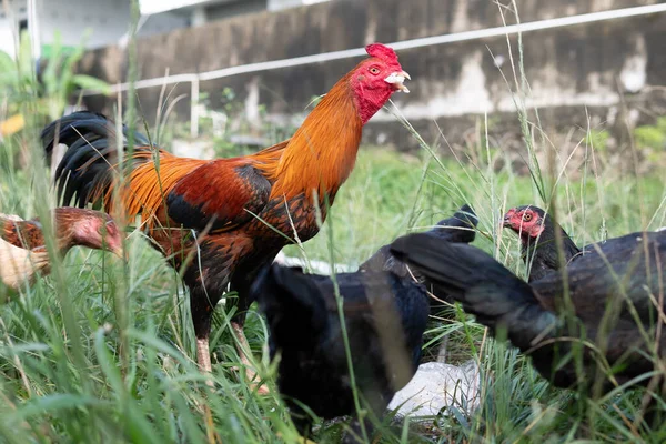 Tavuklar Geleneksel Kırsal Çiftlikte Yemek Yerler Kümes Hayvanları Konsepti — Stok fotoğraf
