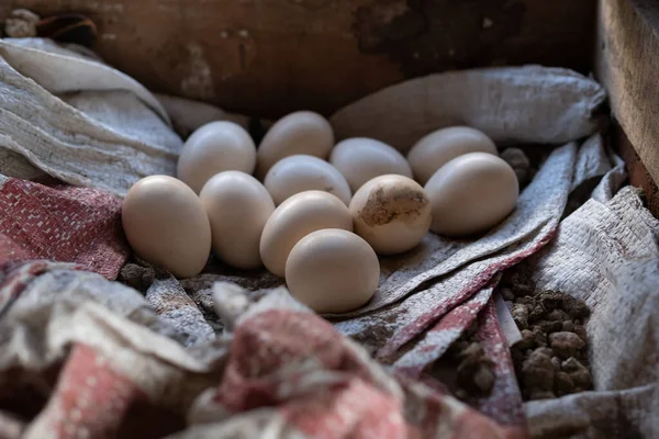 Annelerinin Kuluçkaya Yatırdığı Tavuk Yumurtaları — Stok fotoğraf