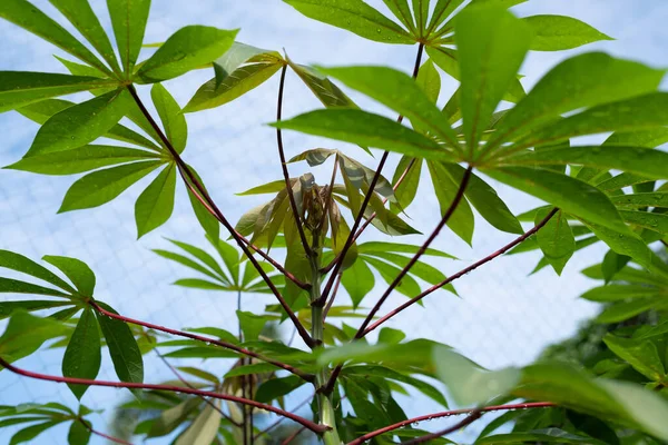 Cassava Leaf Plant Blue Sky Background Tropical Tree Plant Cassava — Stock Photo, Image