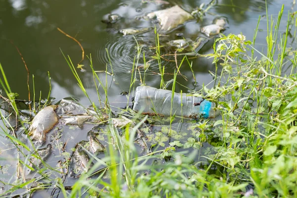 Havuzda yüzen plastik atıklar, çevresel kirlilik.