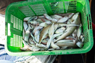 Endonezya 'daki balık müzayedesinde satılık taze balık sepeti.