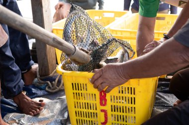 Balıkçılar sepetlerde balık ayıklıyor. Endonezya 'daki balık müzayedesinde satılık taze balık sepetleri içinde taze balık.