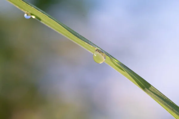 Dew Drops Green Grass Nature — Stock Photo, Image