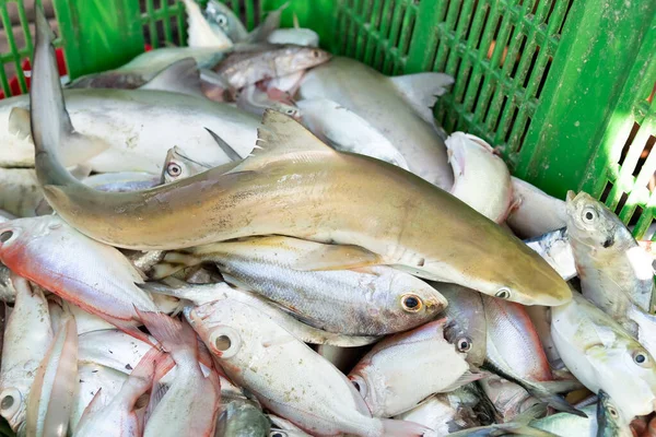 Φρέσκα Ψάρια Καλάθι Που Αλιεύονται Πρόσφατα Από Θάλασσα Προς Πώληση — Φωτογραφία Αρχείου