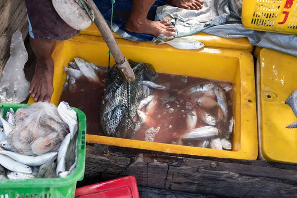Pescadores Clasificando Peces Cestas Pescado Fresco Cestas Recién Capturadas Mar — Foto de Stock