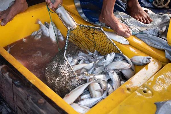 Pescadores Clasificando Peces Cestas Pescado Fresco Cestas Recién Capturadas Mar — Foto de Stock