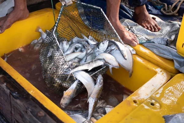 渔夫们把鱼放在篮子里分类 印度尼西亚海上新鲜鱼篮中的新鲜鱼 在鱼类拍卖中出售 — 图库照片