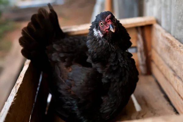 Svart Höna Med Fjädrar Som Står Upp För Att Skydda — Stockfoto