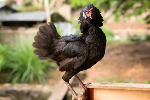 Black Hen Feathers Standing Protect Eggs — Stock Photo, Image