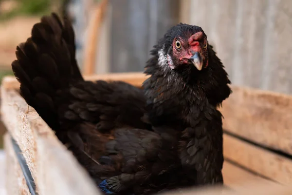 Svart Höna Med Fjädrar Som Står Upp För Att Skydda — Stockfoto