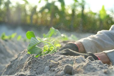 Çiftçi elleri açık araziye tatlı patates ekiyor, bahçeye tatlı patates tohumları ekiyor..