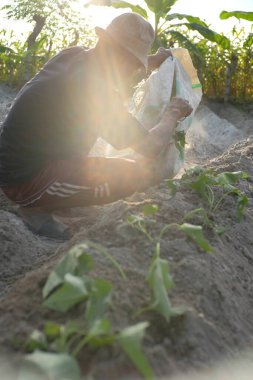 Bir çiftçi açık araziye patates ekiyor, bahçeye tatlı patates tohumları ekiyor..