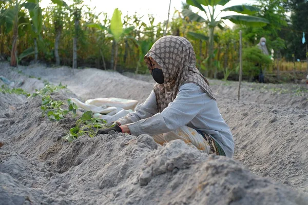 Agricultor Está Plantar Batatas Doces Num Campo Aberto Plantar Sementes — Fotografia de Stock