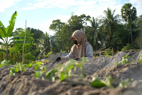 Ένας Αγρότης Φυτεύει Γλυκοπατάτες Ανοιχτό Χωράφι Φυτεύοντας Σπόρους Γλυκοπατάτας Στον — Φωτογραφία Αρχείου