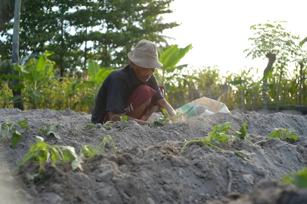 Les Mains Agriculteur Plantent Des Patates Douces Dans Champ Ouvert — Photo