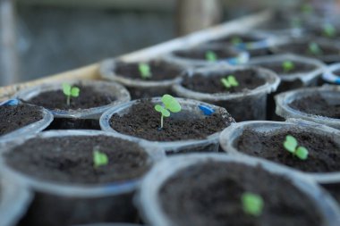 Çömlekte yeni hardal bitkileri yetişiyor.