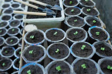 Çömlekte yeni hardal bitkileri yetişiyor.