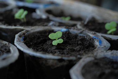 Çömlekte yeni hardal bitkileri yetişiyor.