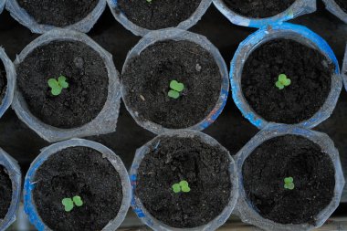 Çömlekte yeni hardal bitkileri yetişiyor.