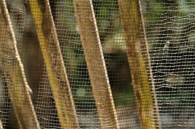 çiftlik hayvanlarının korunması soyut ağ arka planı, yakın plan