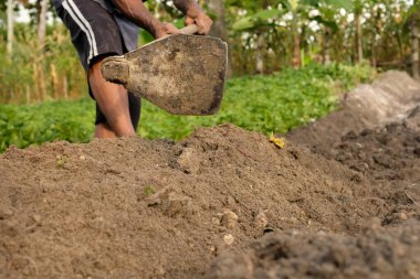 Çiftçiler tarlalarda çalışırken toprağı işlerken çapa kullanırlar.