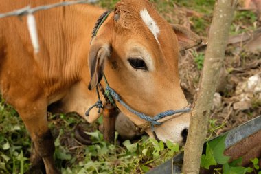 Kırsal bir sığır ortamında bir ineğe yakın çekim.