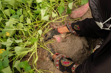 Endonezyalı çiftçiler tatlı patates topluyor