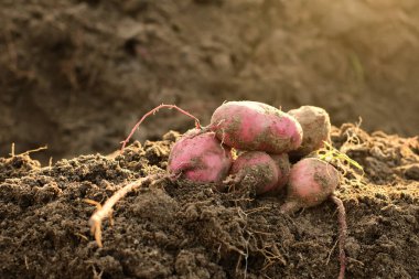 Yerdeki tatlı patates ürünleri Endonezya 'daki geleneksel tarım ürünlerinden yeni toplandı.