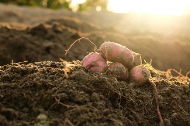 Yerdeki tatlı patates ürünleri Endonezya 'daki geleneksel tarım ürünlerinden yeni toplandı.