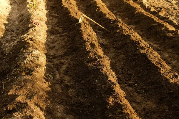 Luźna Gleba Przed Sadzeniem Warzyw Rolnictwo — Zdjęcie stockowe