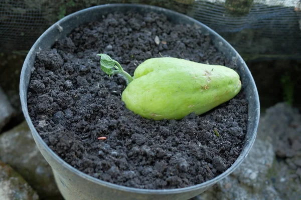 Germinate Chayote fruit in fertile soil