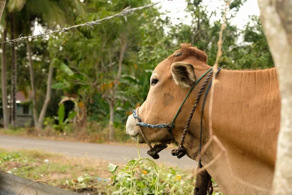 Nahaufnahme Einer Kuh Einer Ländlichen Rinderumgebung — Stockfoto