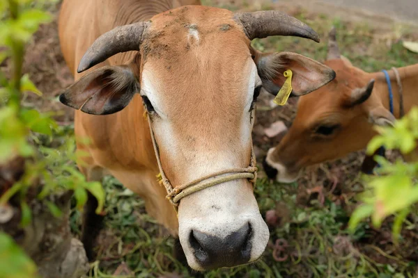 Корови Їдять Траву Сільському Промисловому Сільськогосподарському Природному Або Сільському Середовищі — стокове фото